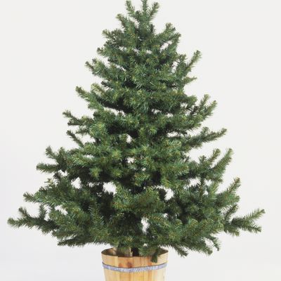 A Complete Christmas Tree Care and Buyers Guide