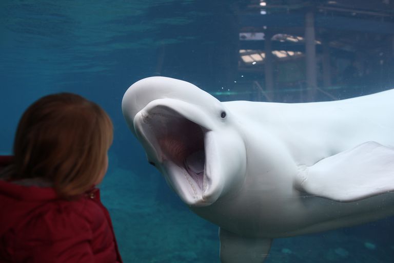 Juno, Beluga Whale, viewing window, Mystic Aquarium, Youngters, Whale, Expression, Captivity, Freedo