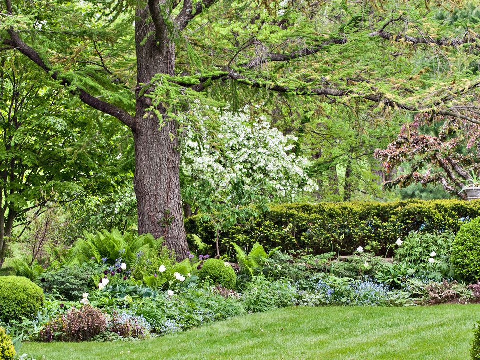 10 Tips for Planting Under Trees