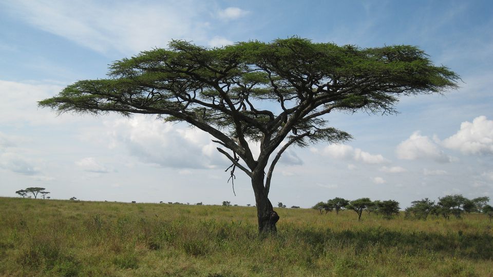 Serengeti National Park - Information, Facts, Images