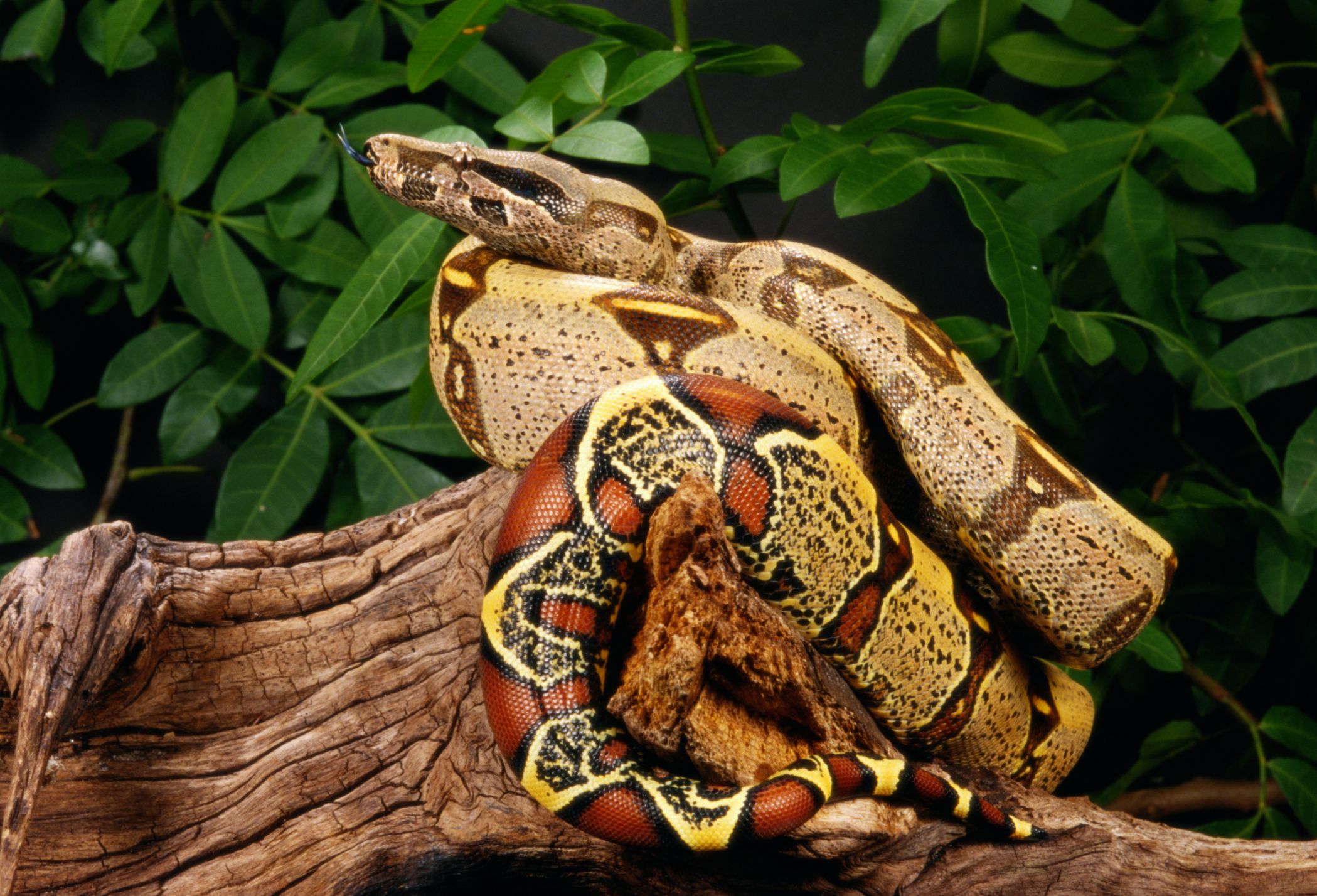 large constrictor snakes pet