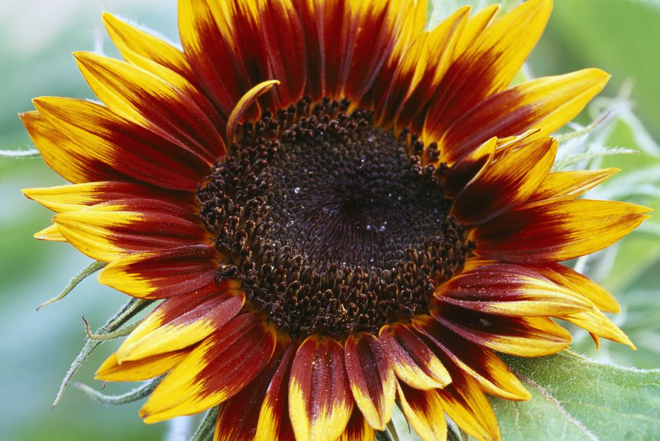 15 Eye-Popping Sunflower Varieties