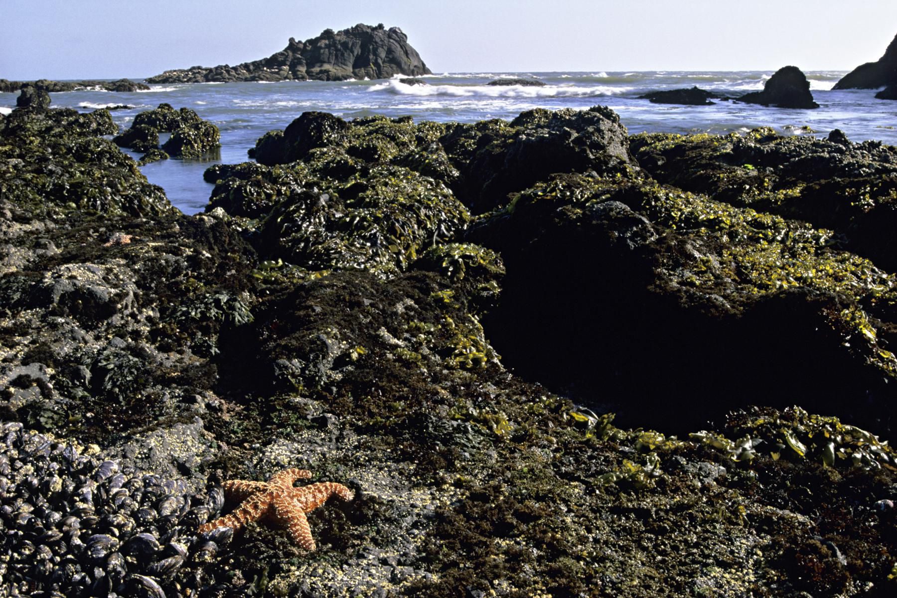 intertidal-zone-habitat-profile