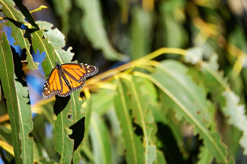 Monarch Butterfly Reserves In Mexico