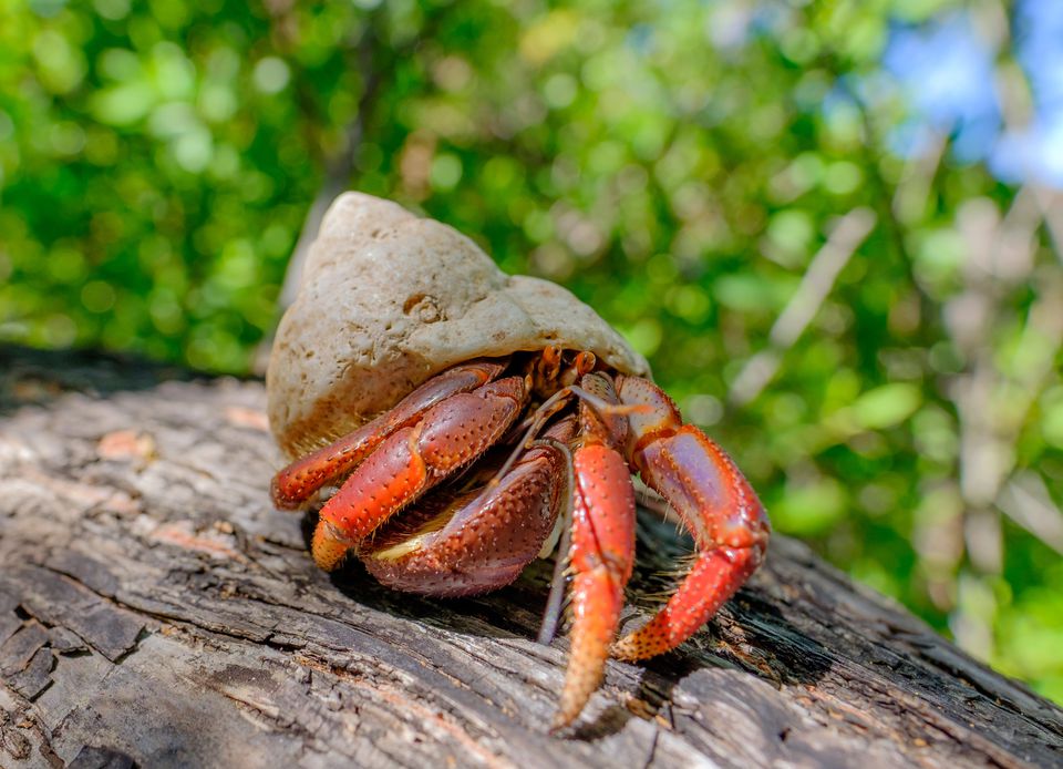 jelly cat hermit crab