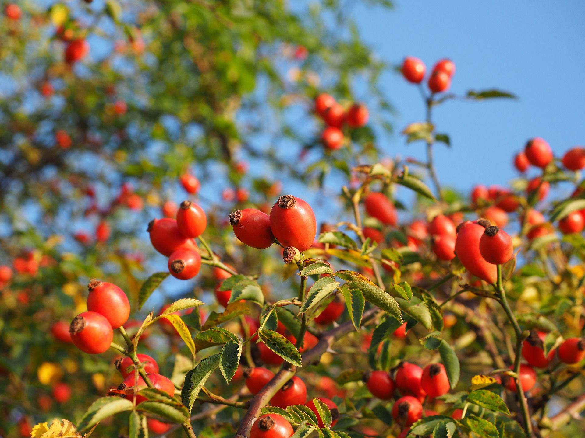 Rose Hips What Are They and What Can You Do With Them?