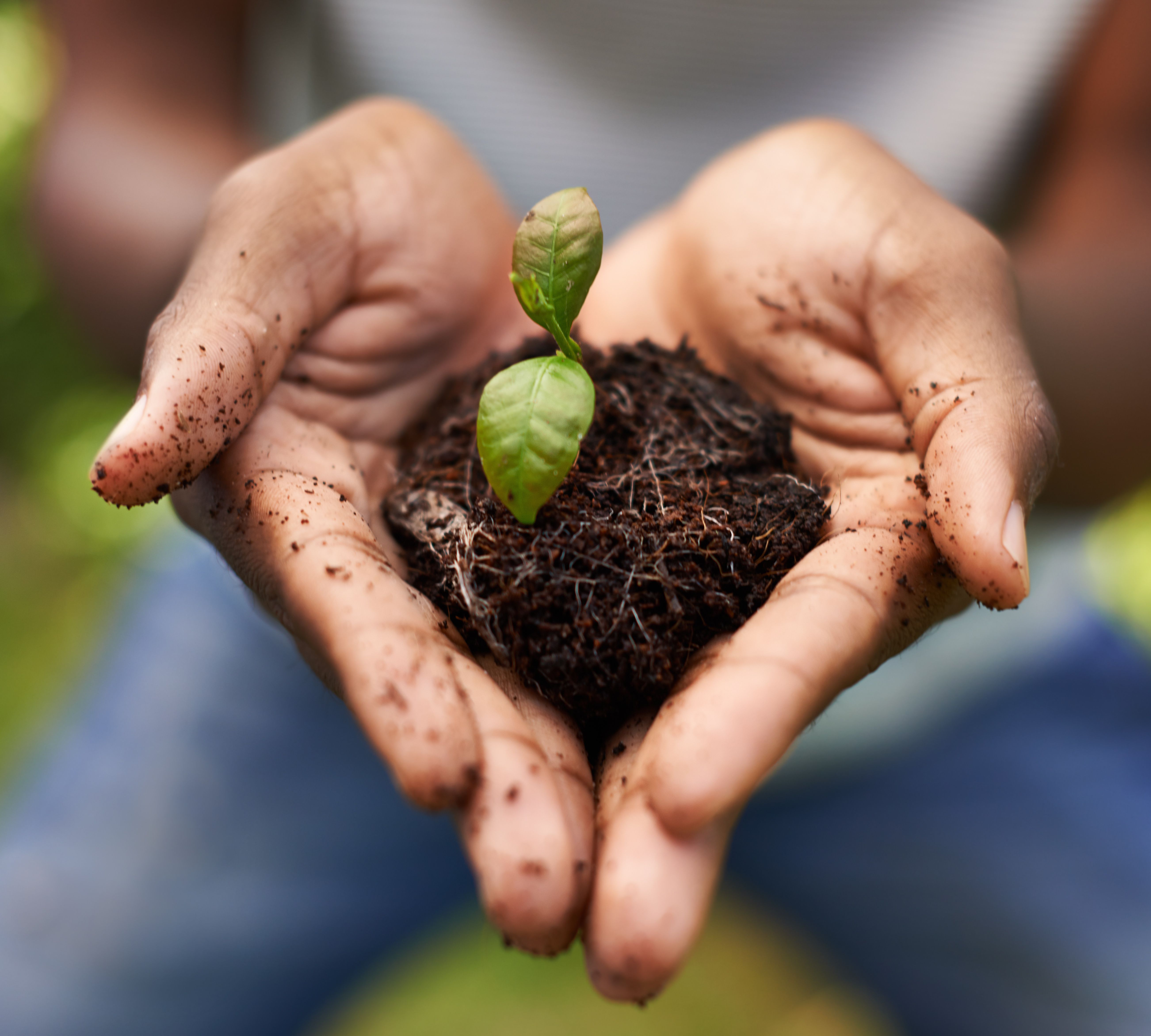 HighYield Vegetable Plants for Small Garden Spaces