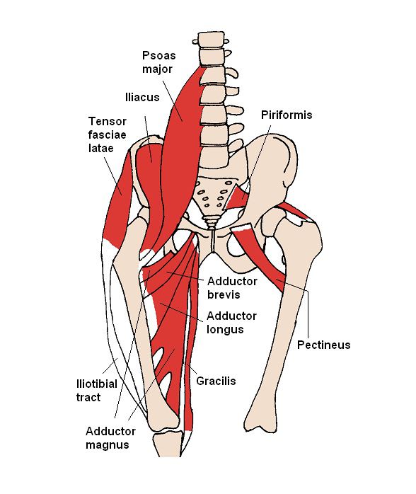 The Hip Flexors - Definition