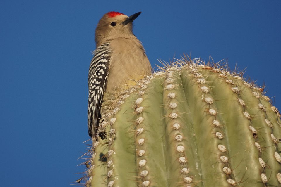 Photo Gallery of Birds Seen in the Phoenix, AZ Area