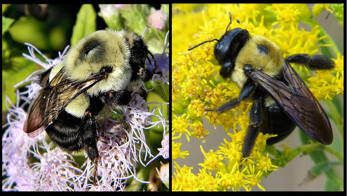 Bumblebee Or Carpenter Bee   Bumblebee Vs Carpenterbee 56a520023df78cf772865f2c 