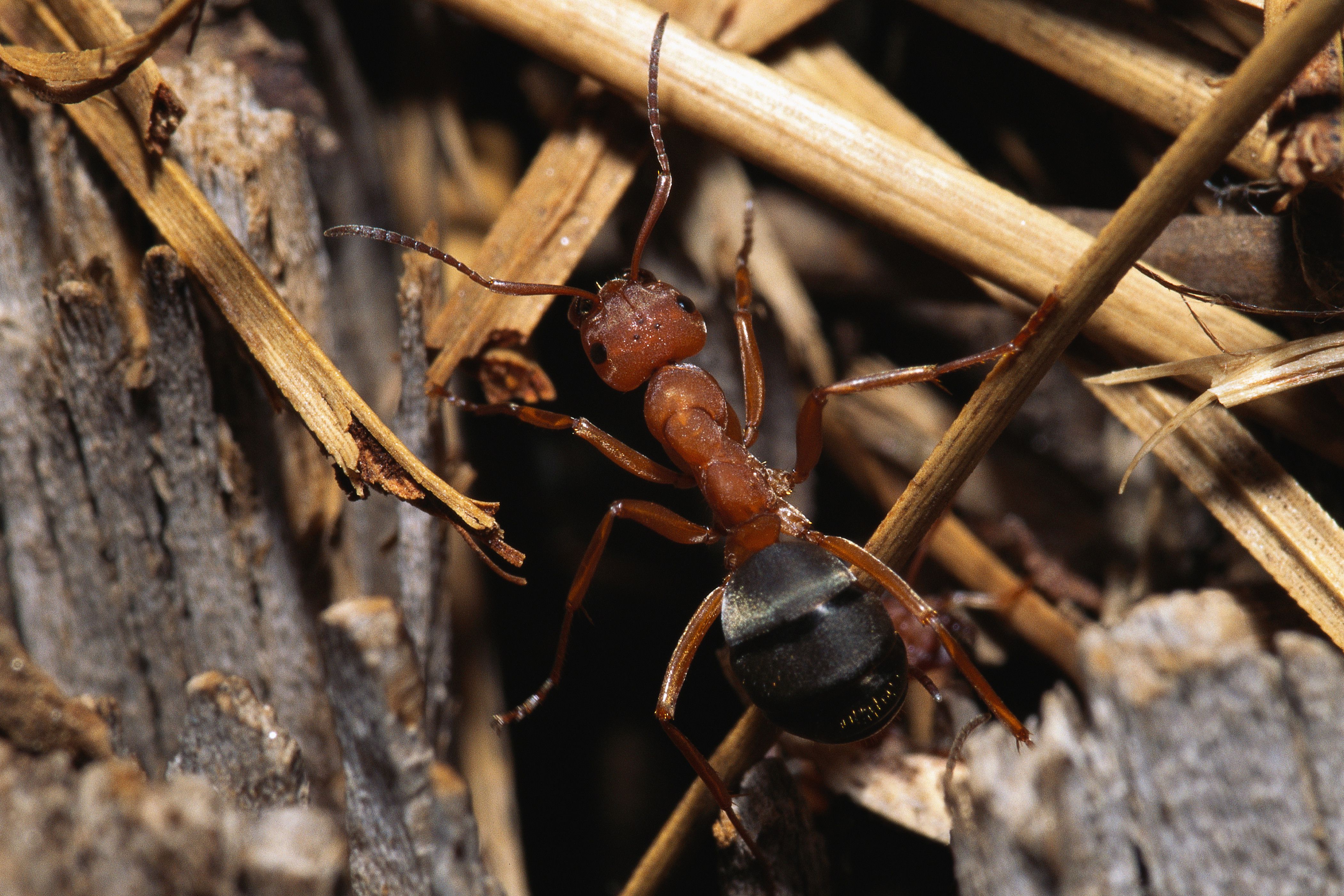 4 Surefire Steps to Eliminate and Prevent Carpenter Ants