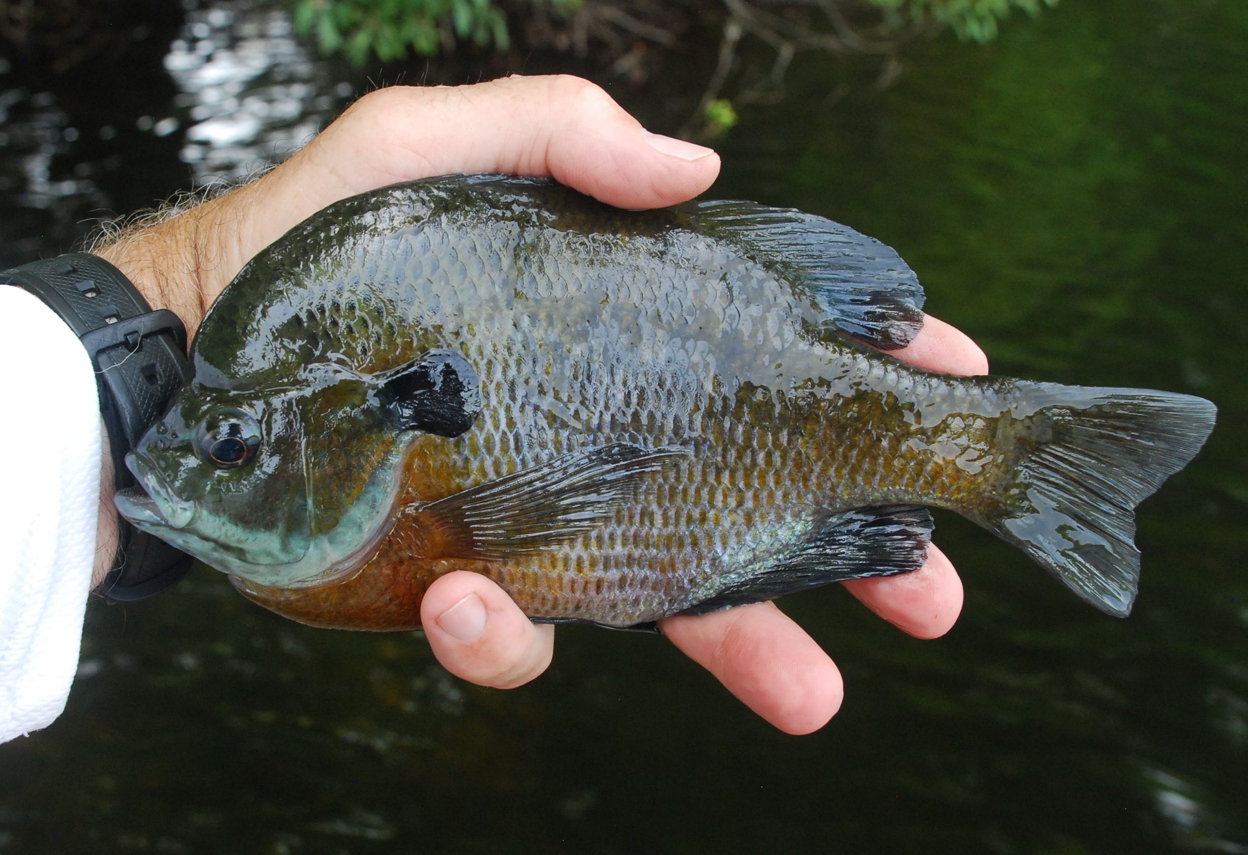 Finding And Catching Sunfish In Lakes