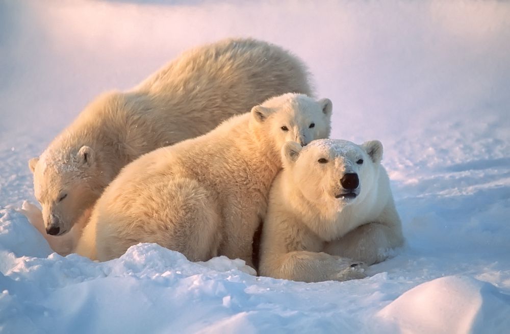 13 Animals of the Arctic