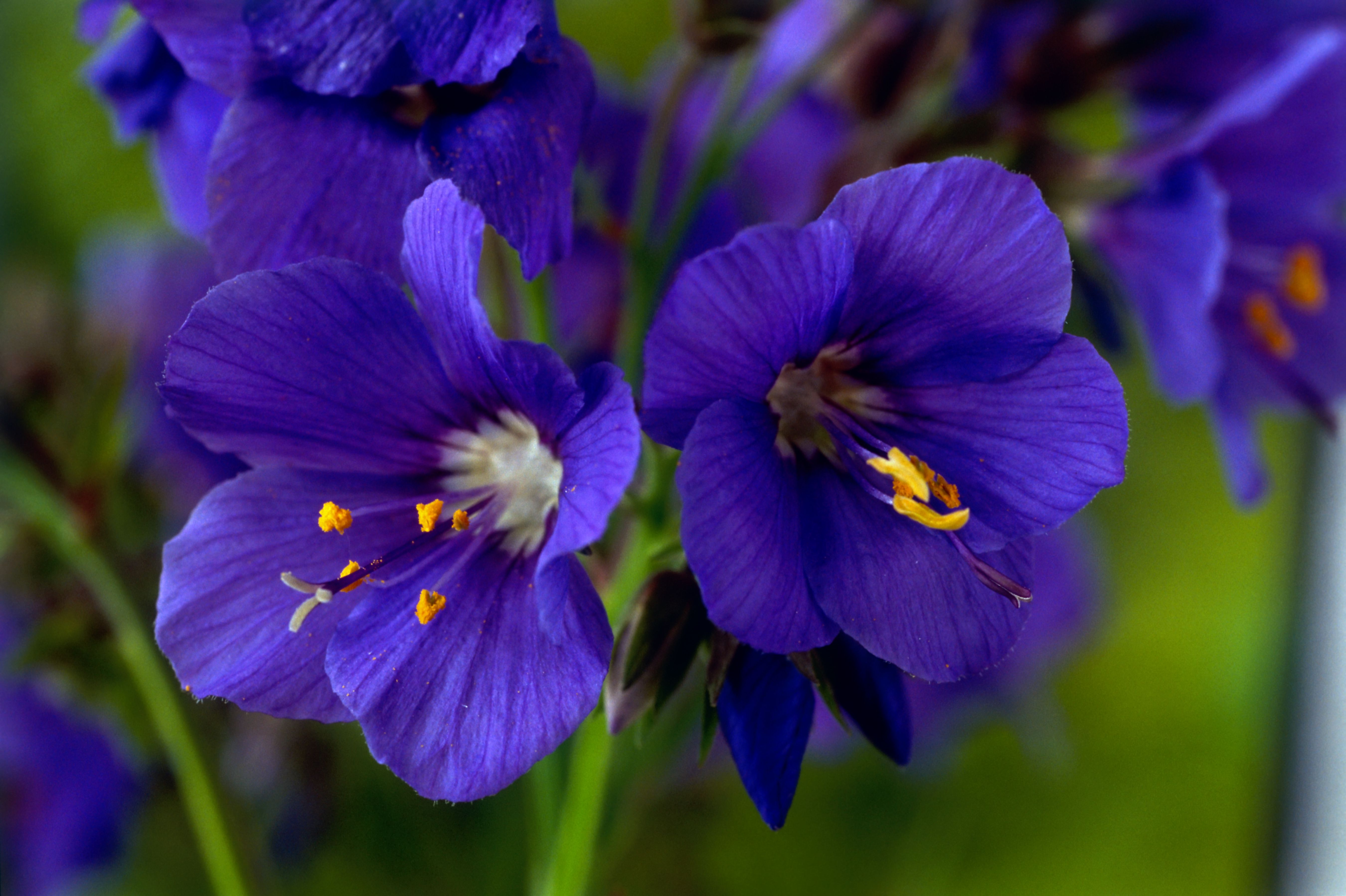 growing-and-caring-for-jacob-s-ladder-polemonium