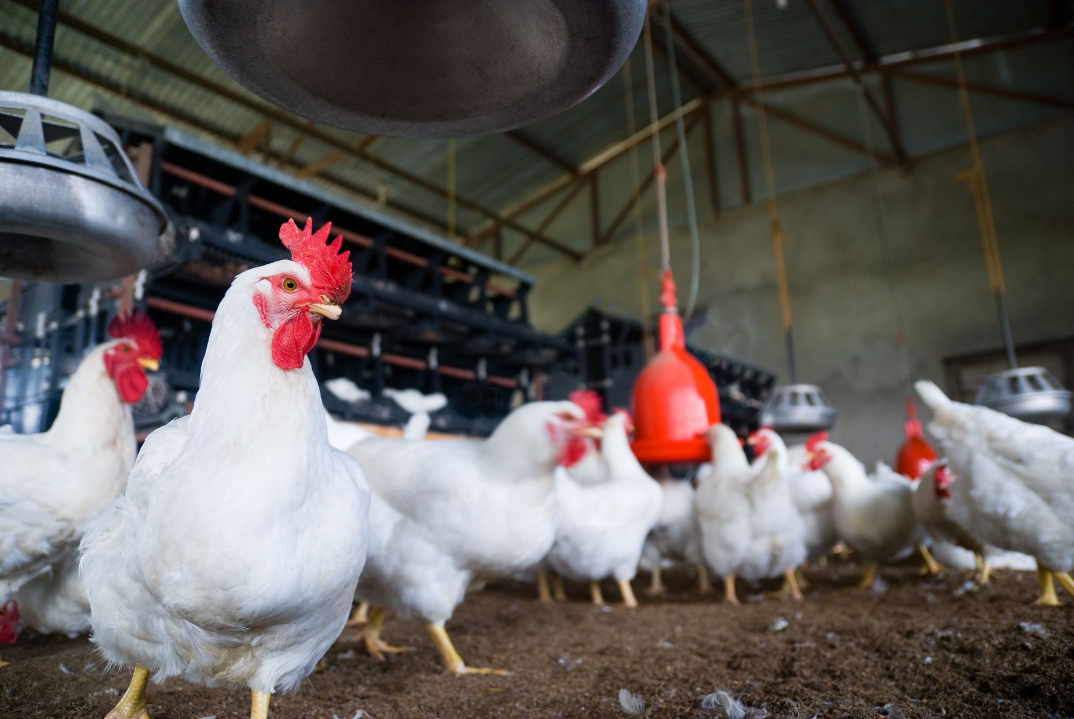 chicken broiler farm start poultry chickens