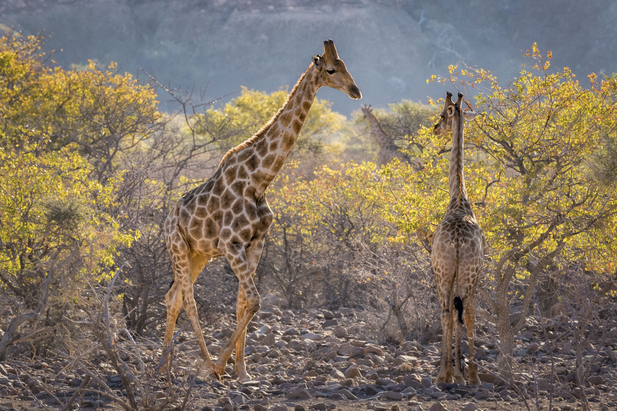 20 Animals You Didnt Know Are Going Extinct