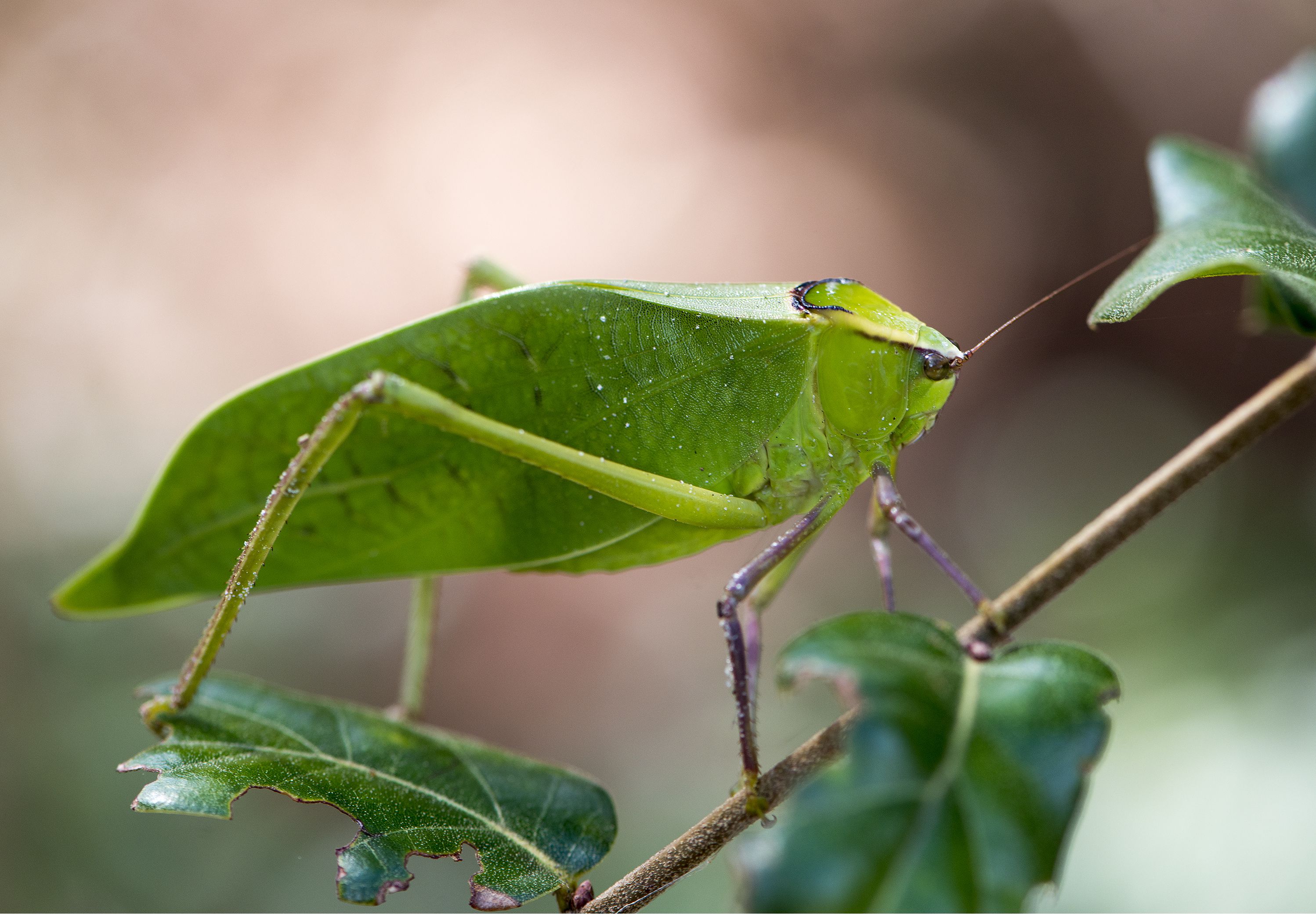 Crickets and Katydids Sing Louder in the Suburbs