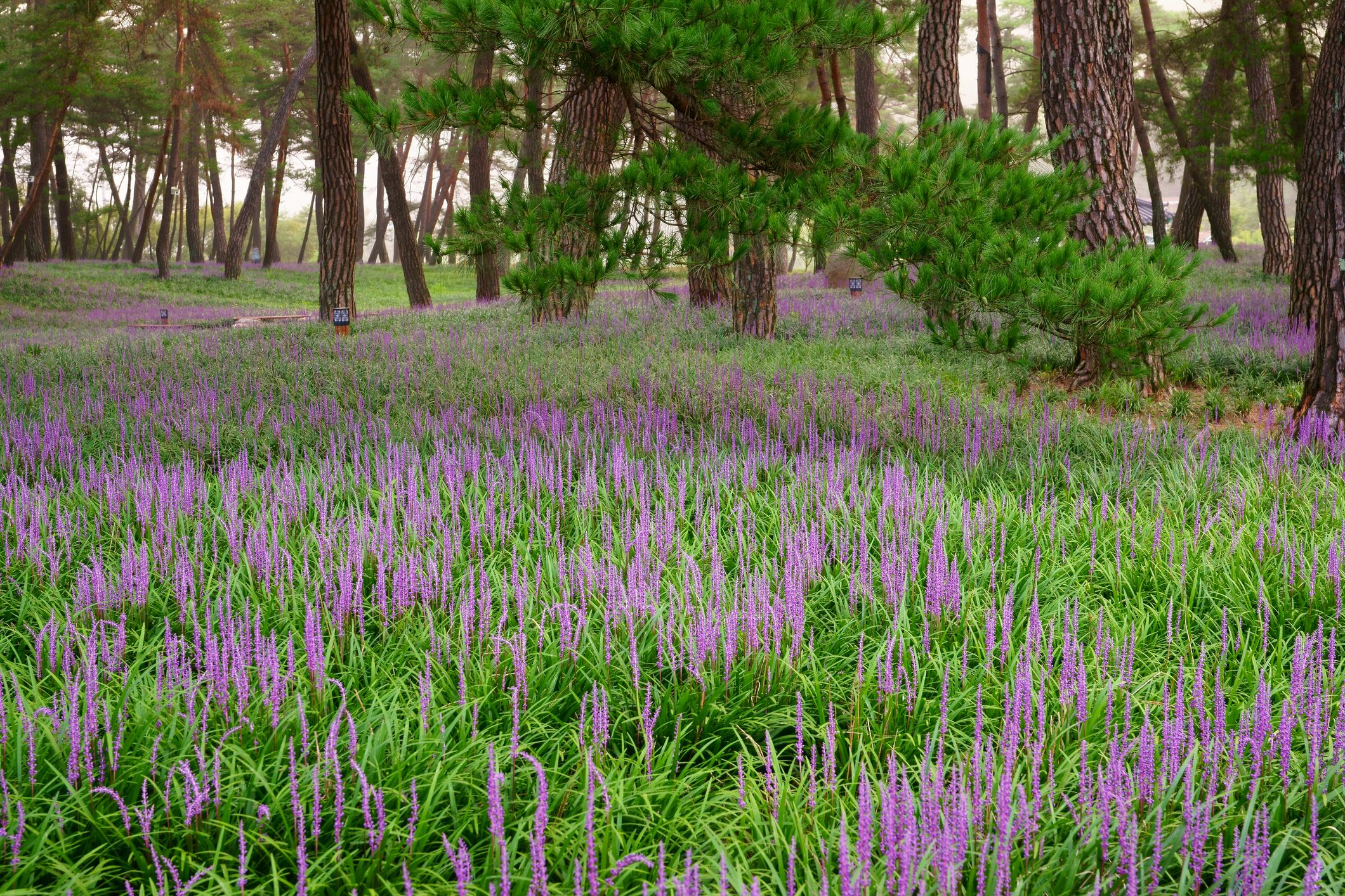 DeerResistant Perennial Ground Cover Plants