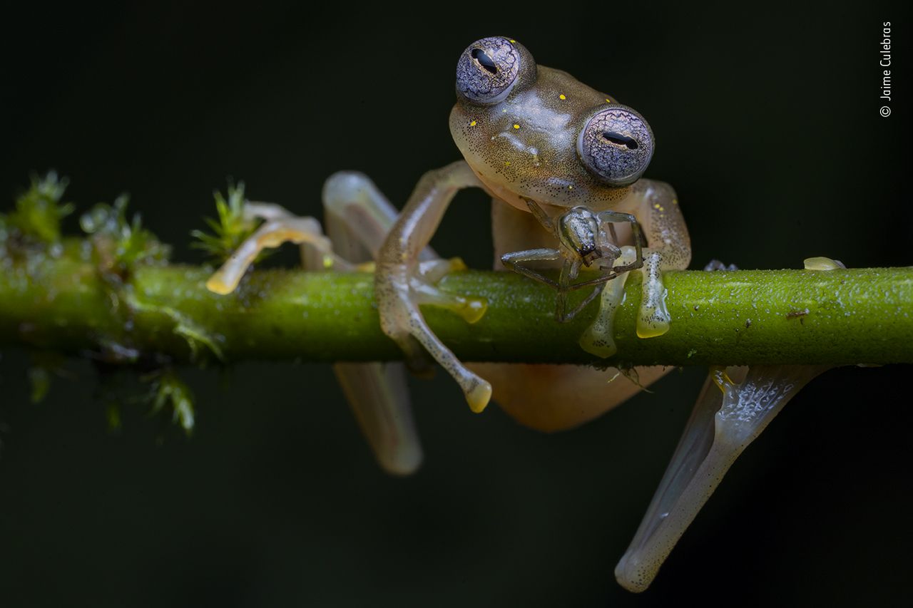 Winning Photos From the Wildlife Photographer