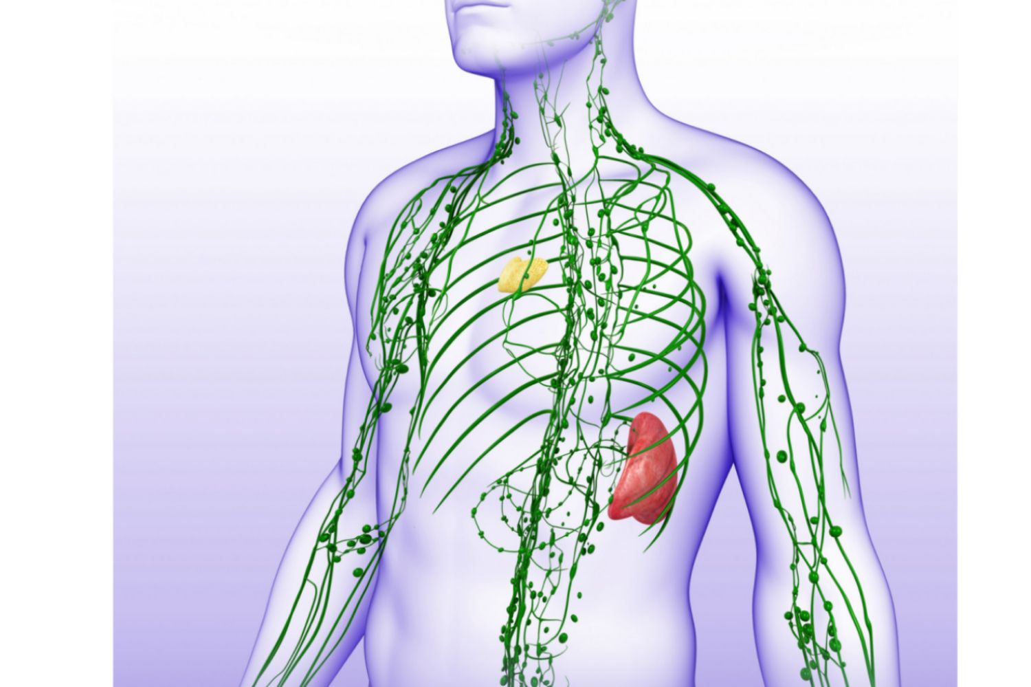 Lymphatic System Components Spleen, Thymus, Nodes