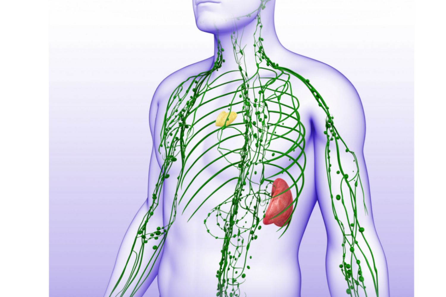 Labeled Diagram Of A Lymph Node