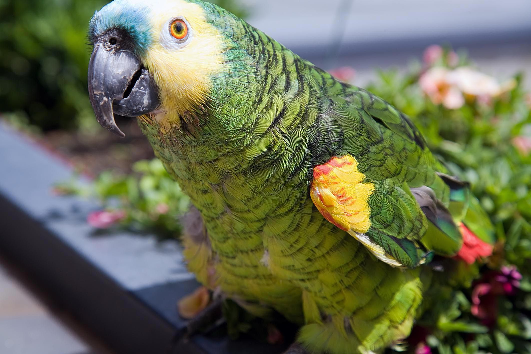 Interesting Facts About Amazon Parrots