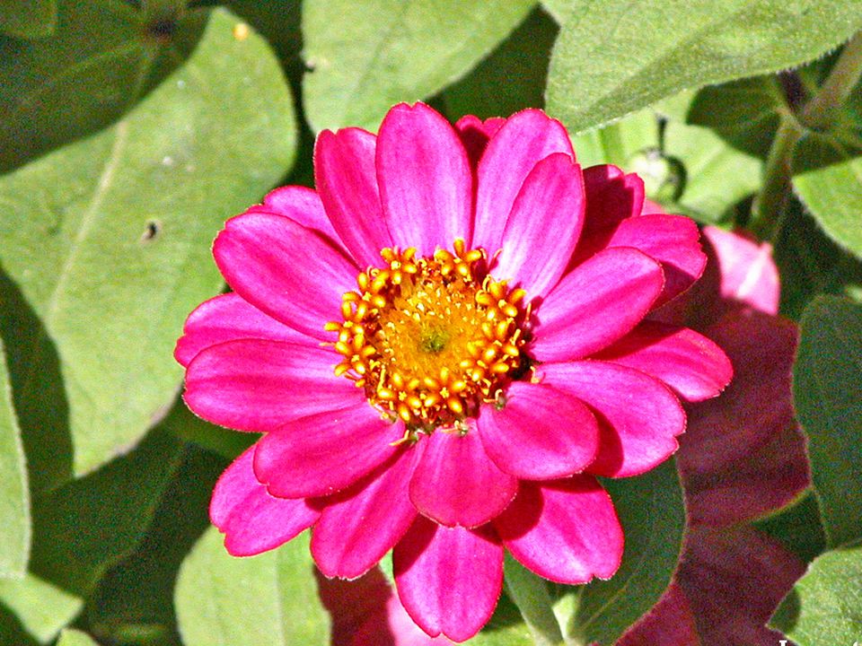 Flowers for the Vegetable Garden