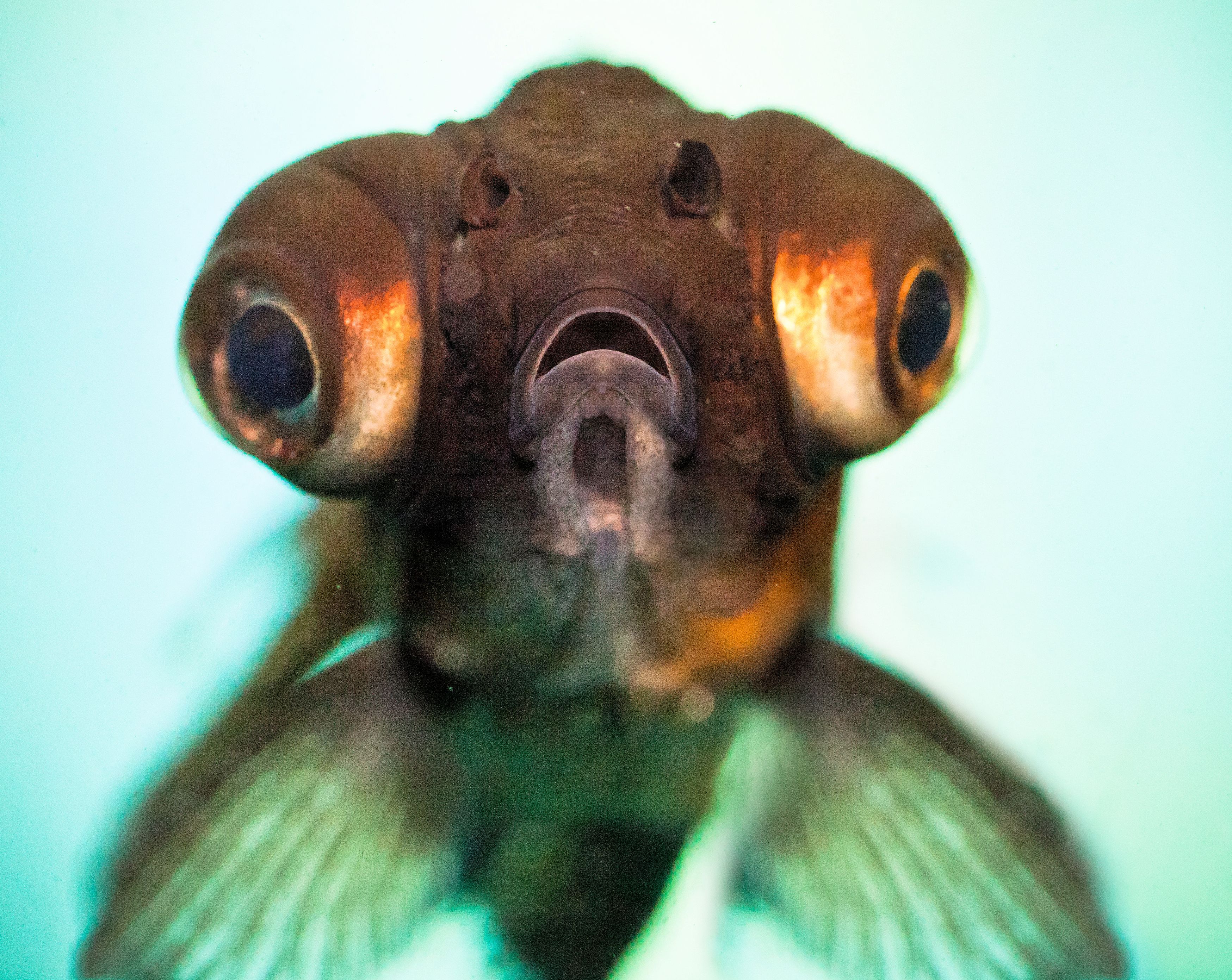 Managing PopEye in Aquarium Fish