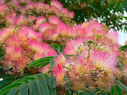 These Trees Bring Happy Hummingbirds to Your Garden