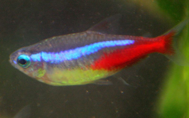 What Are Common Fish Names Beginning With N