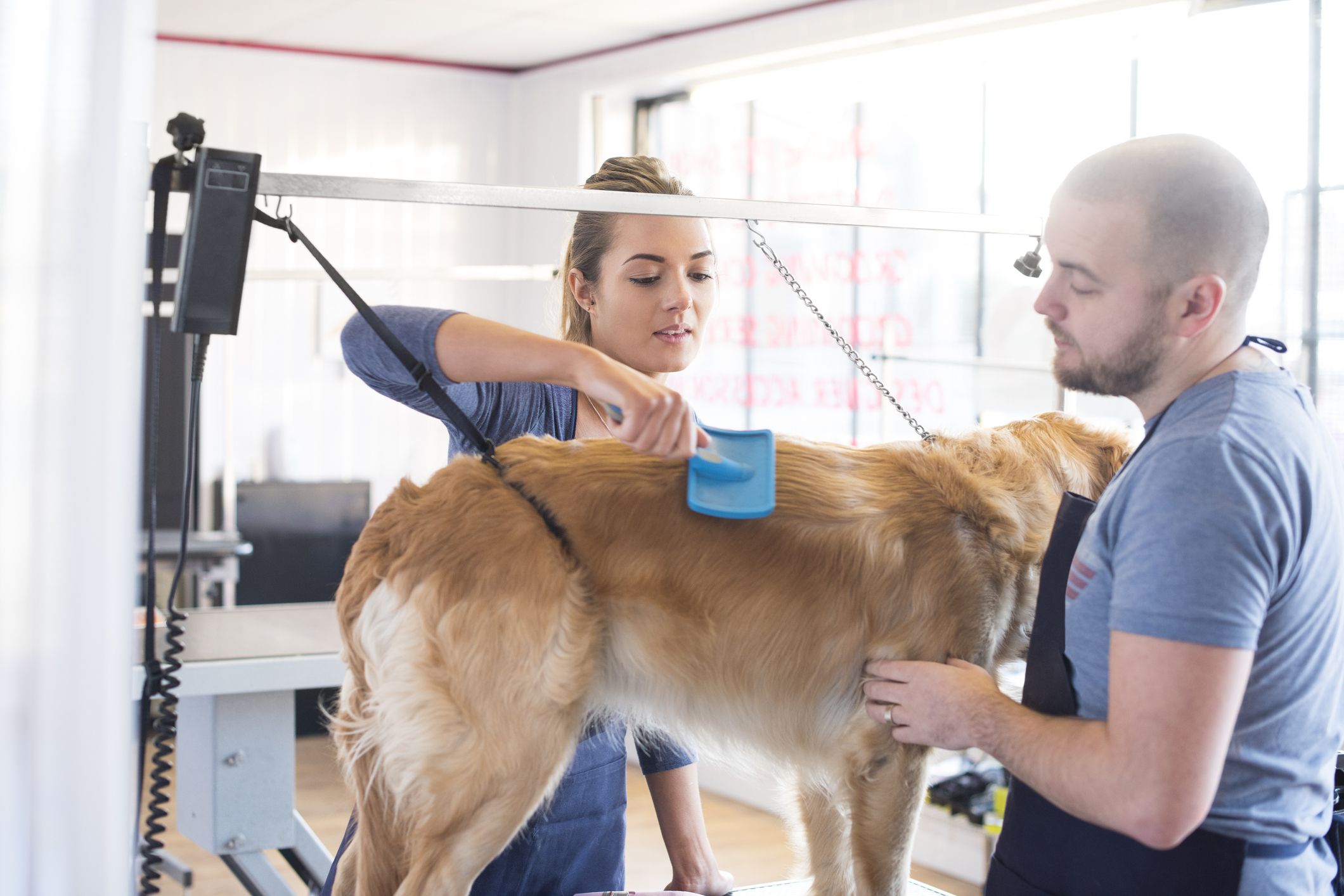 Best Dog Grooming Certification Near Me in the world The ultimate guide 