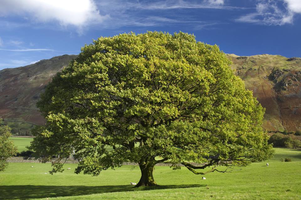 growing-the-columnar-english-oak