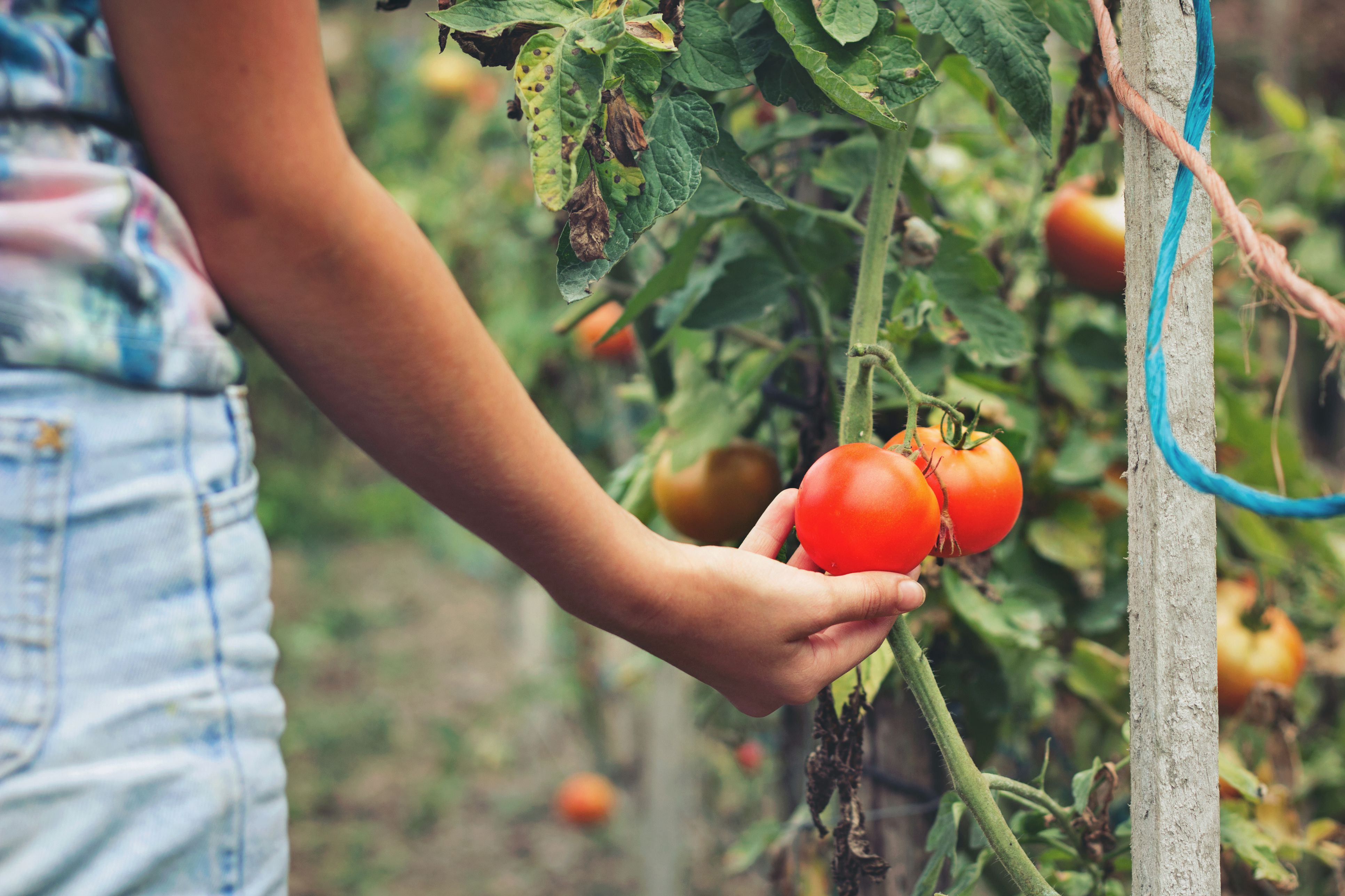 Frost Protection for Tomatoes, Peppers, and Eggplant