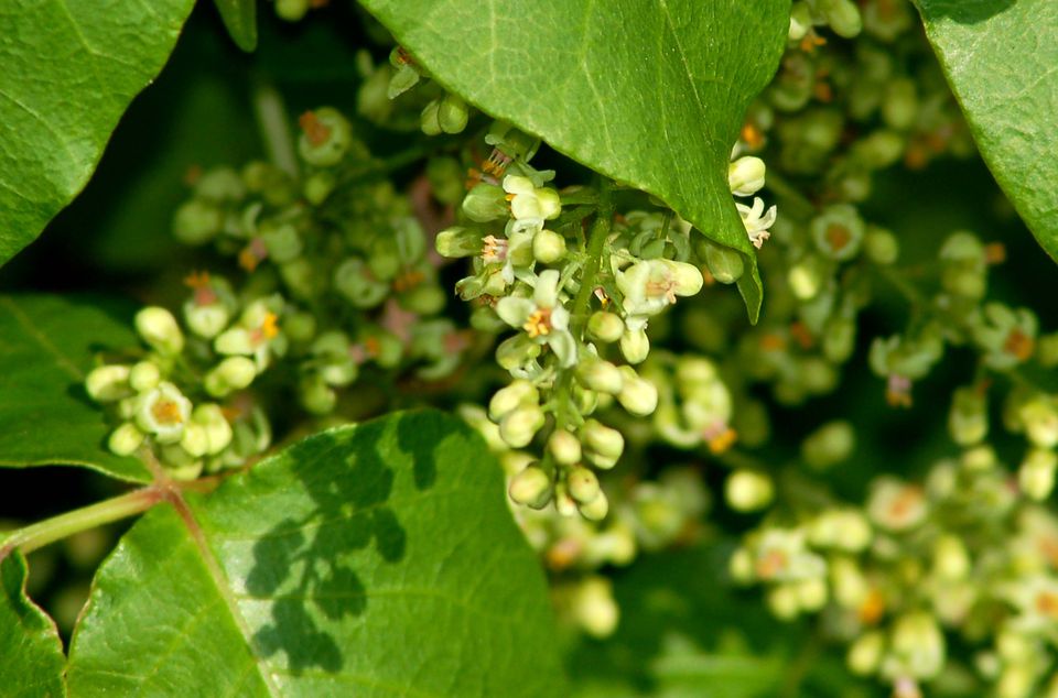 Identify Poison Ivy With These Photos   Poison Ivy Flowers Big 5a8b7590a9d4f900366e47e9 