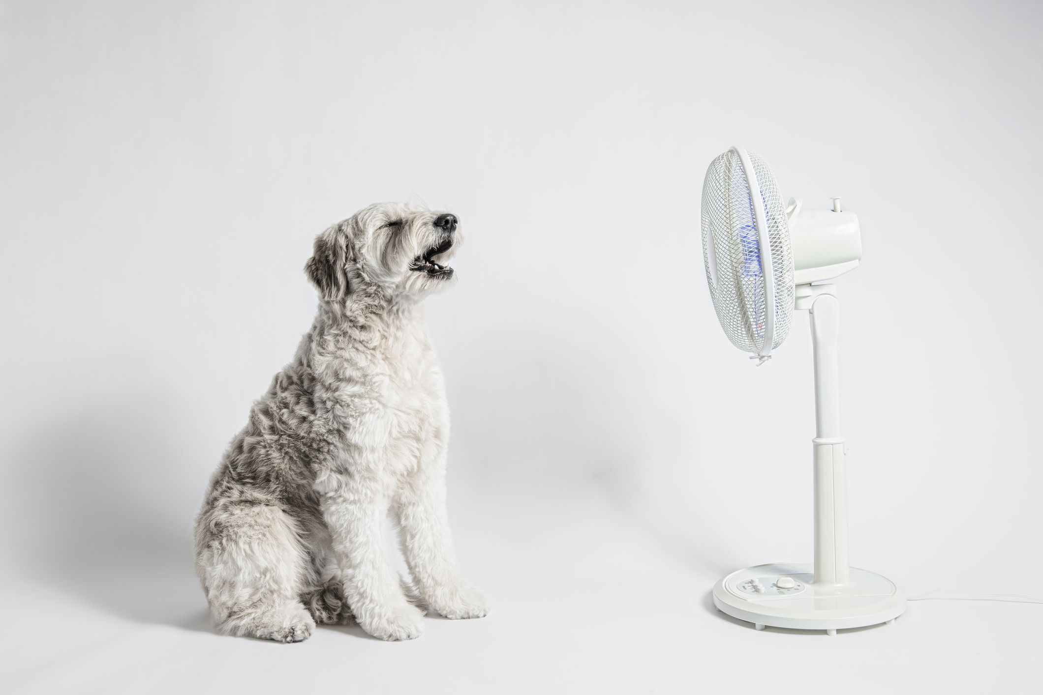 The 6 Ways to Know That Your Dog is in Heat
