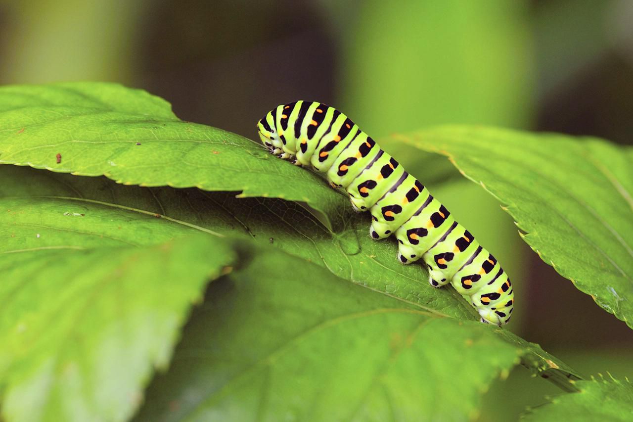 My Flowers Have Garden Caterpillars Now What 