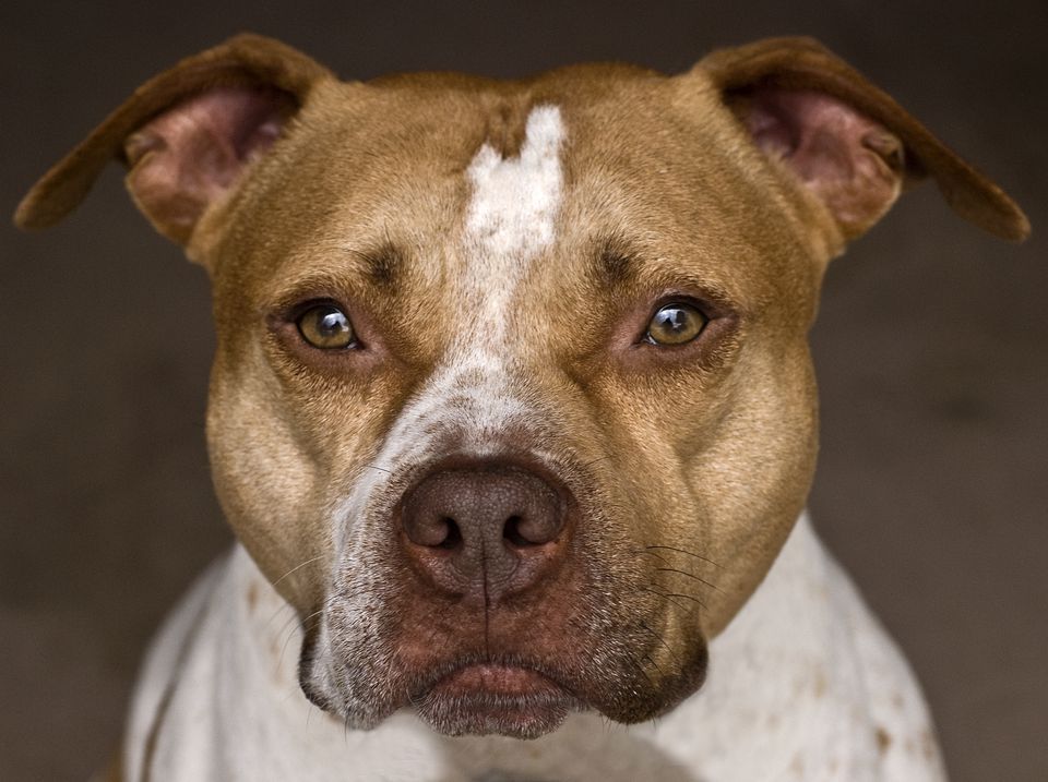 history of american pitbull terrier