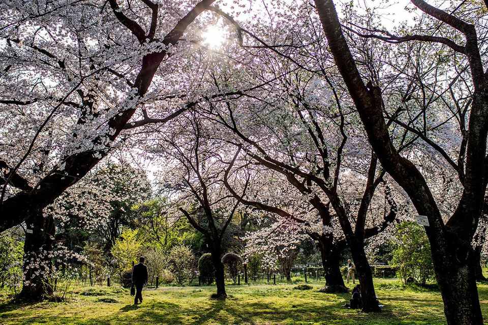 The Facts About Japan's Cherry Blossom Festivals