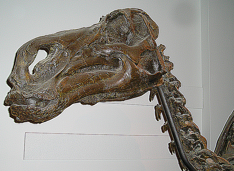 10 Facts About Maiasaura, The 'Good Mother Dinosaur'