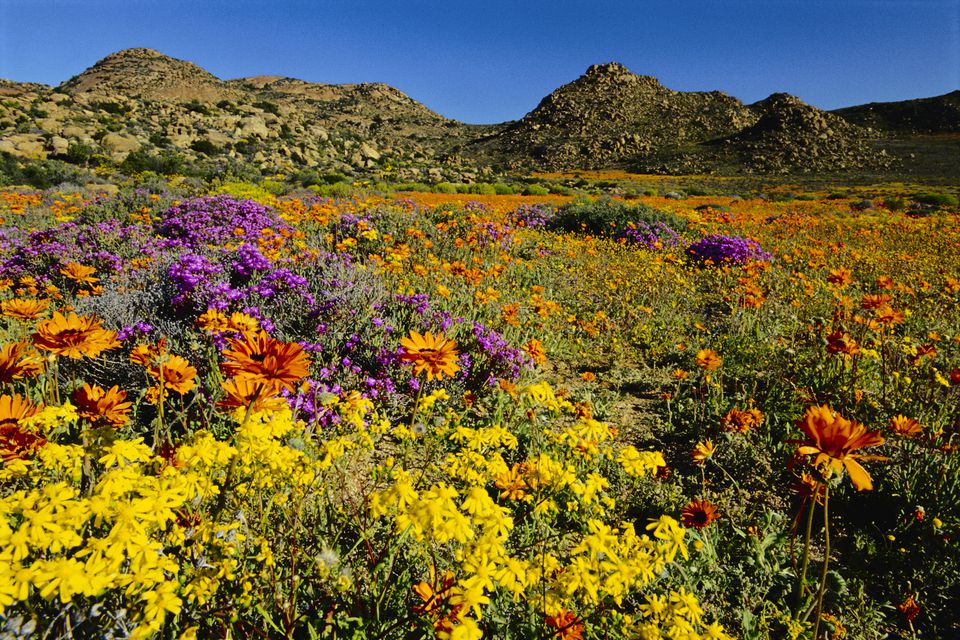 A Guide to Southern Africa's Incredible Natural Events