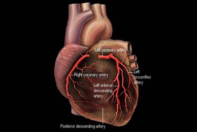 Anatomy of the Heart - Diagram View music beat diagram 