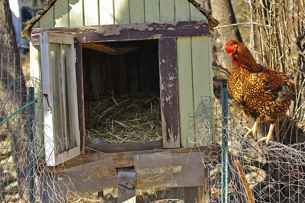 Plan and Build Your Small Farm Chicken Coop 