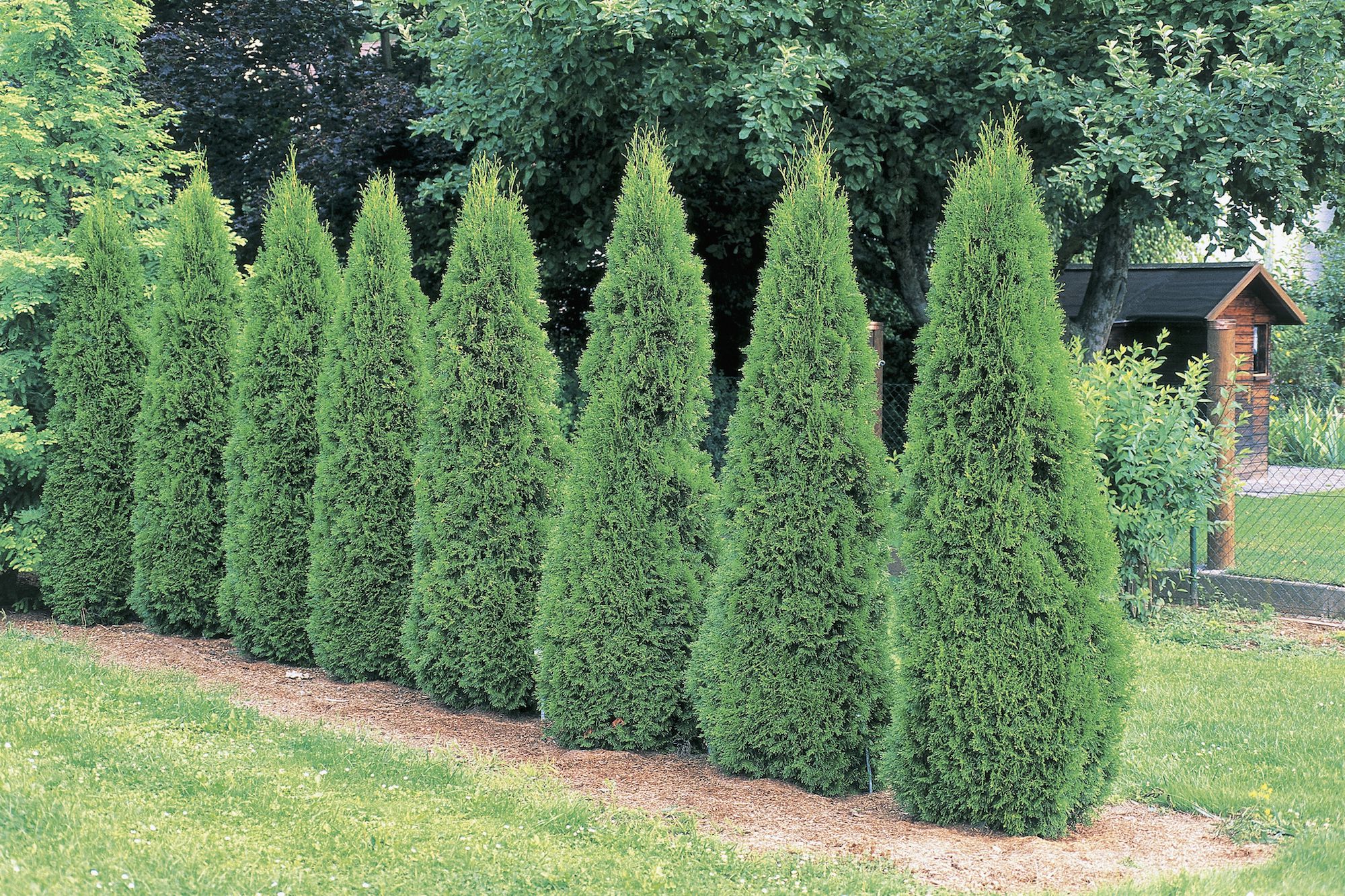 hedge plants