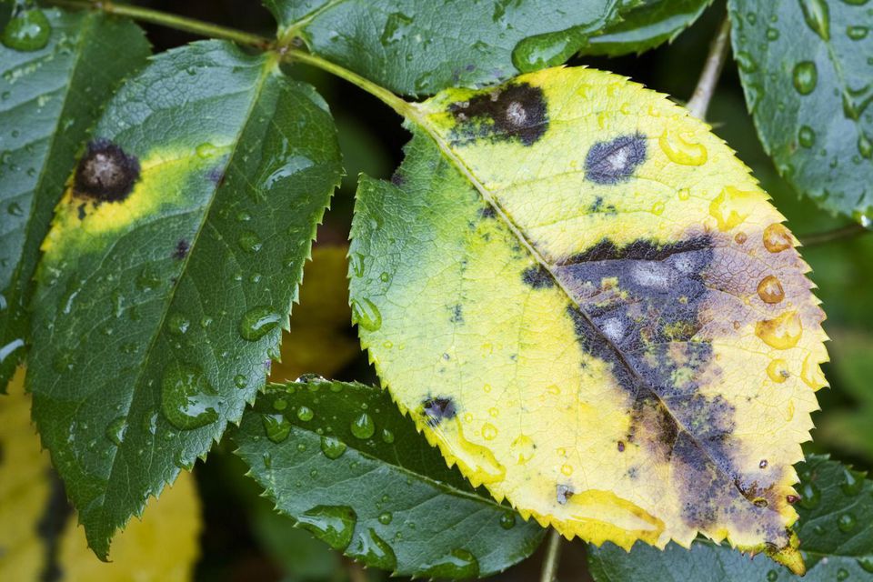 Growing Roses Dealing With Rose Diseases