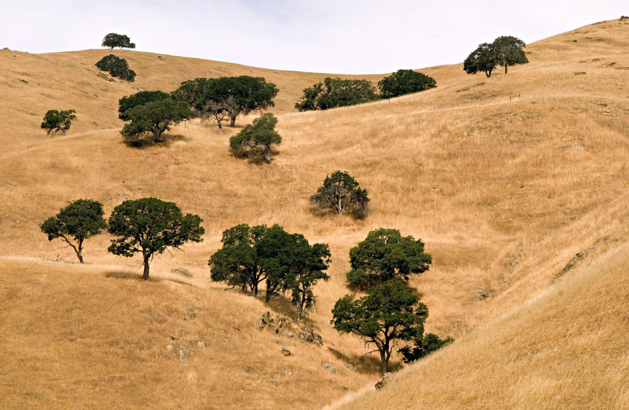 Land Biomes Chaparrals