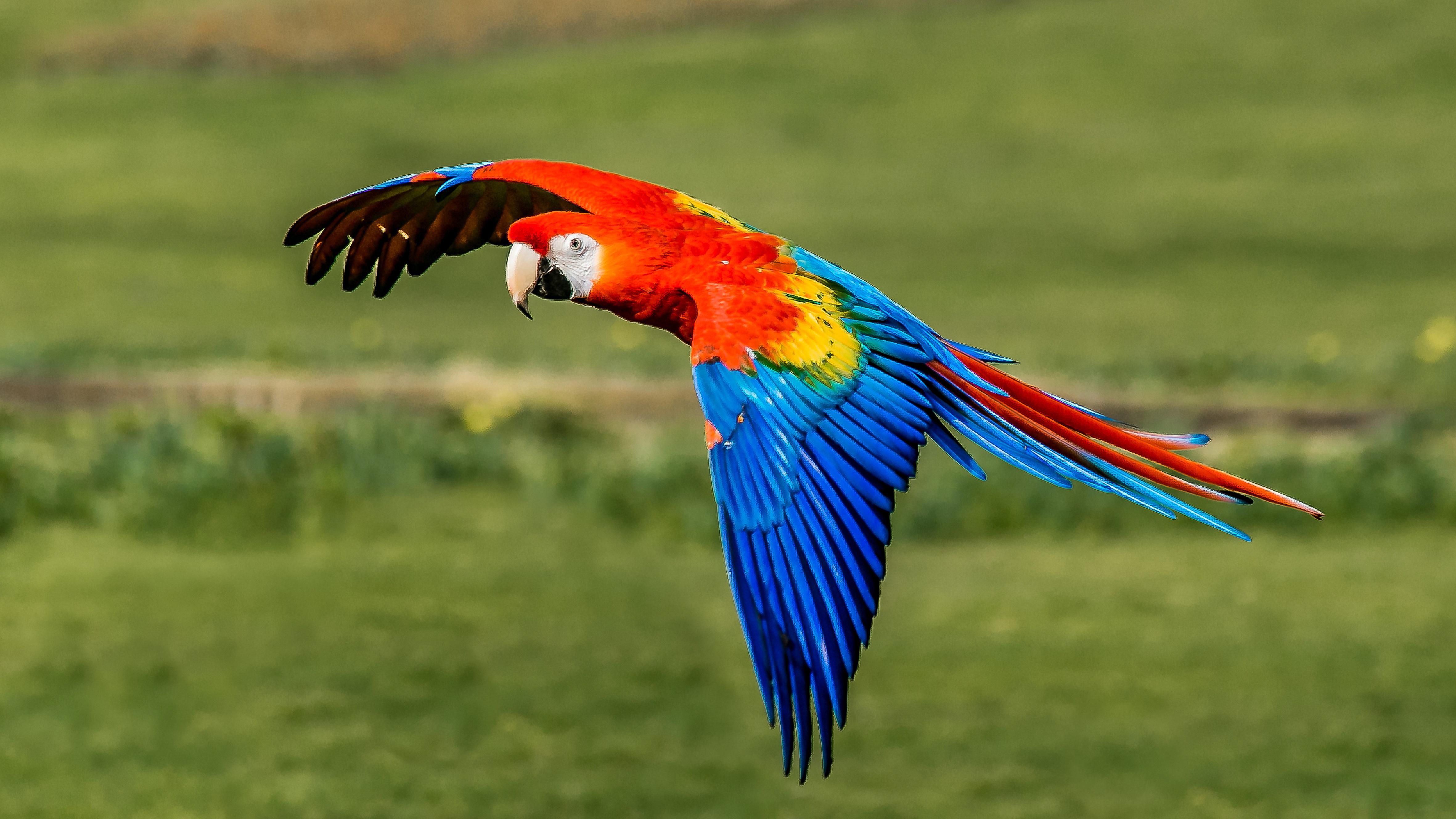Scarlet Macaw Bird Species Profile