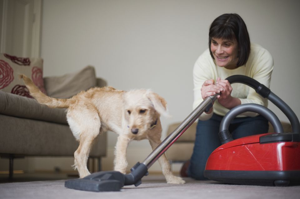 Woman introducing mongrel puppy to noisy vacuum cleaner for the first time