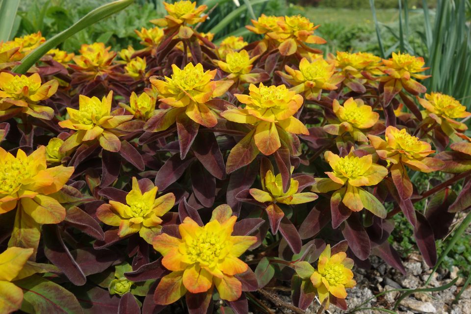 How to Grow Euphorbia Plants