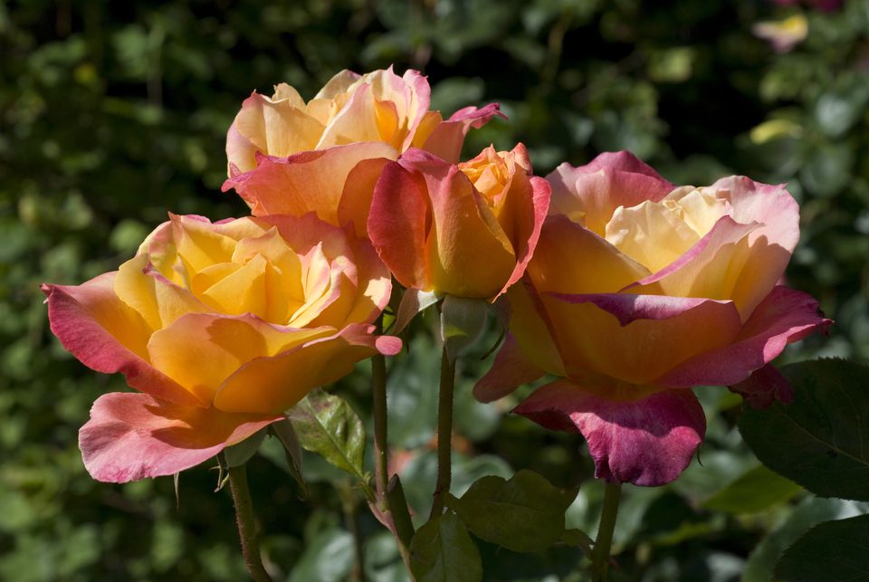 Choosing And Caring For Hybrid Tea Rose Plants 