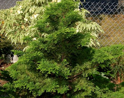 How to Grow 'Emerald Green' Arborvitae Trees